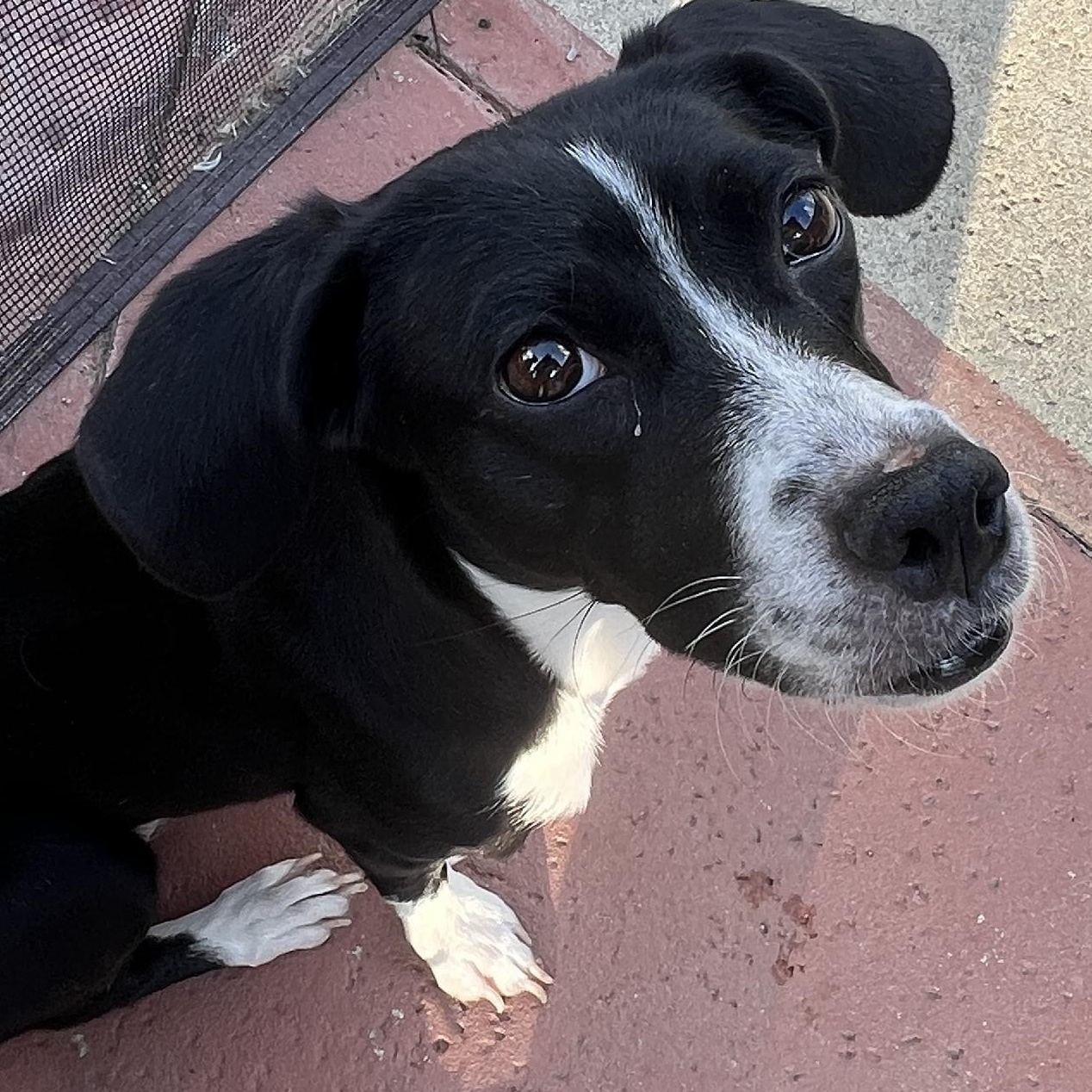 Enlarge Ms. Gorgeous Minnie, a Adoptable mixed breed in Vancouver, BC image 5/6