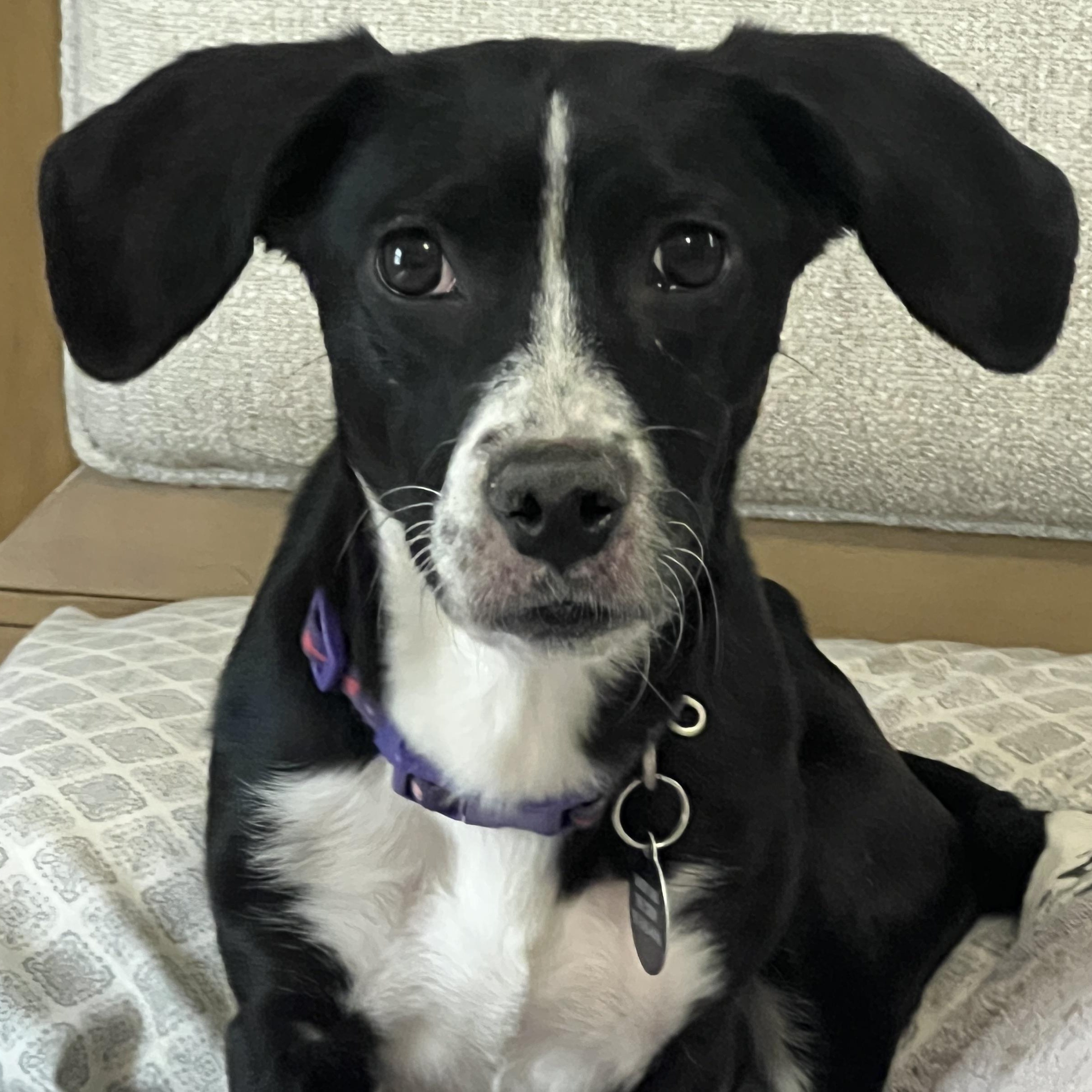 Enlarge Ms. Gorgeous Minnie, a Adoptable mixed breed in Vancouver, BC image 2/6