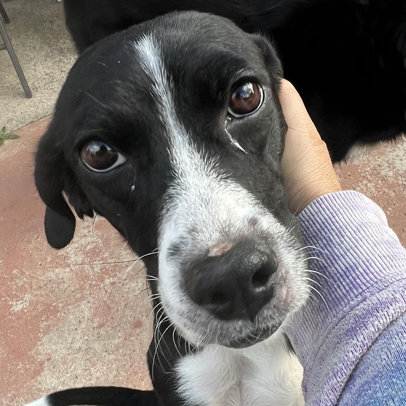 Enlarge Ms. Gorgeous Minnie, a Adoptable mixed breed in Vancouver, BC image 4/6