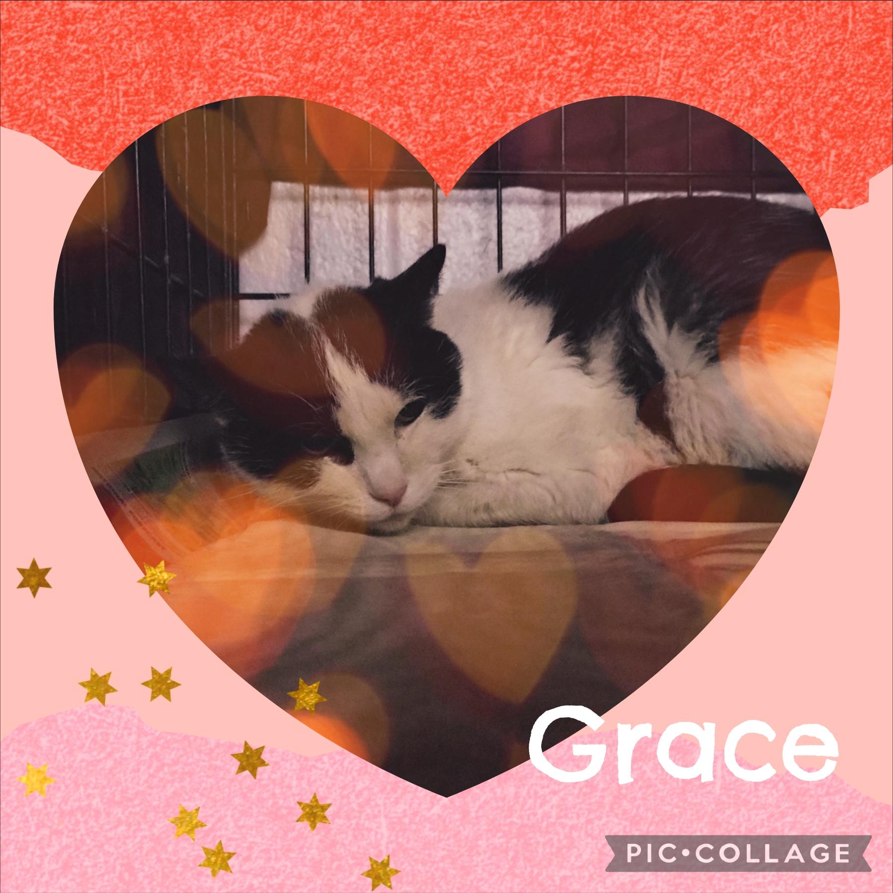 Enlarge Grace, an adoptable Domestic Short Hair in Muncie, IN image 1/1