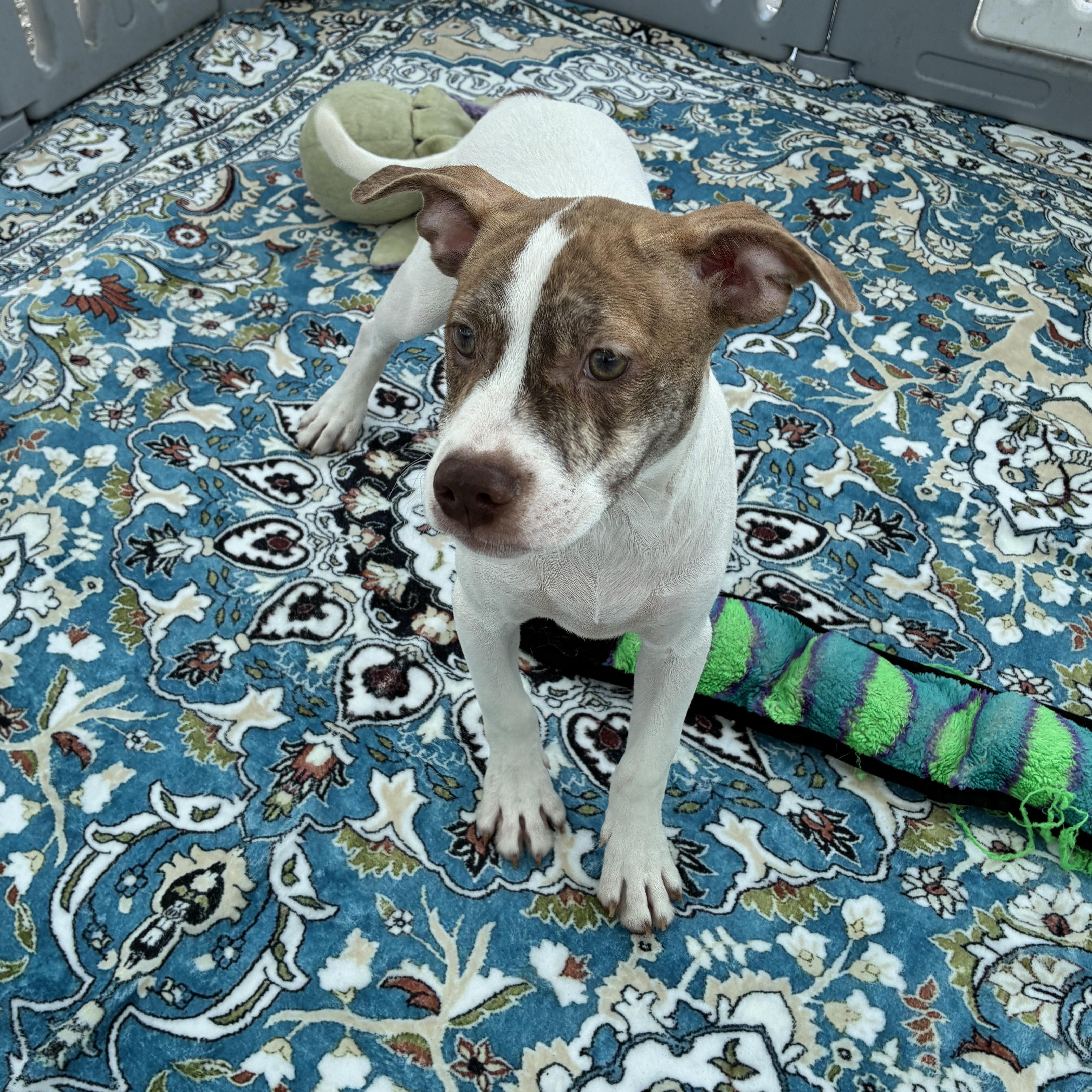 Easton, Young Male Pointer