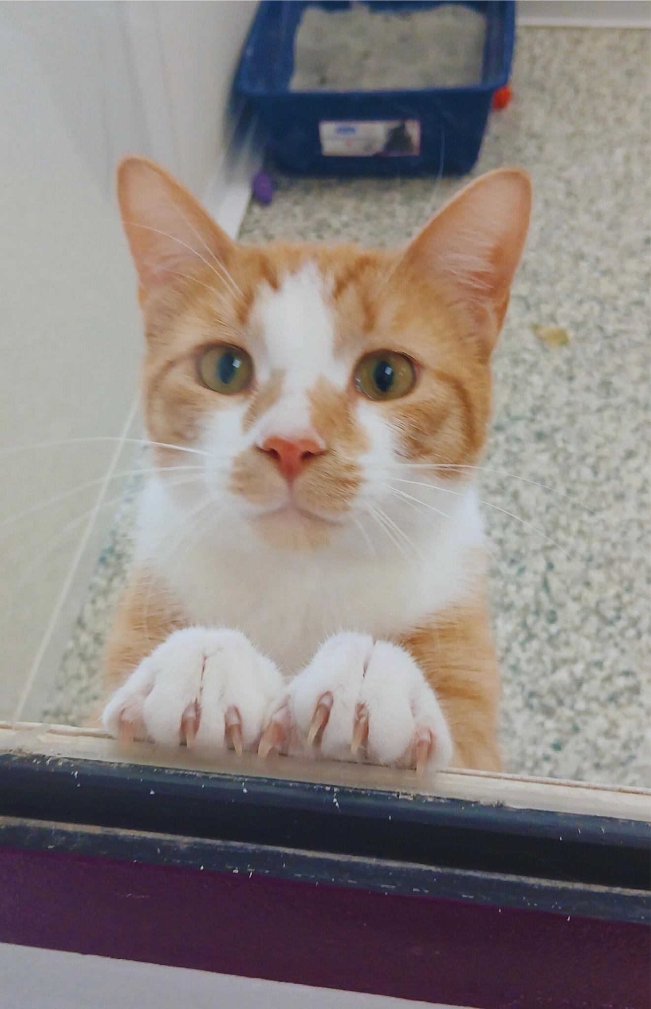 Enlarge Omar, a Adoptable mixed breed in Bay City, MI image 1/1