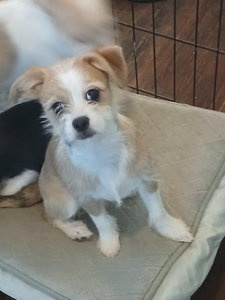 Bentley, Adoptable, Puppy Male Shih Tzu & Chihuahua.