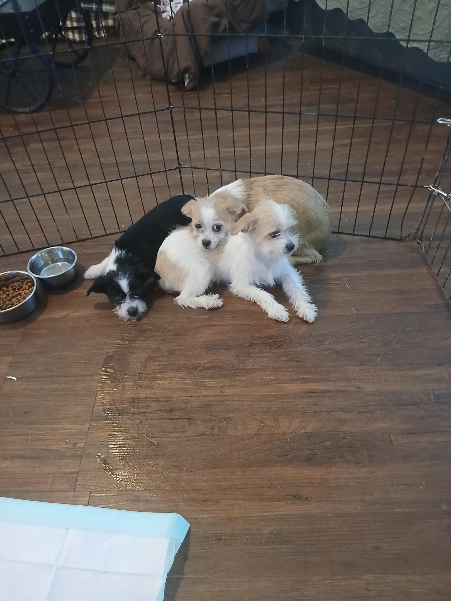 Enlarge Bentley, a Adoptable mixed breed in Inverness, FL image 2/2