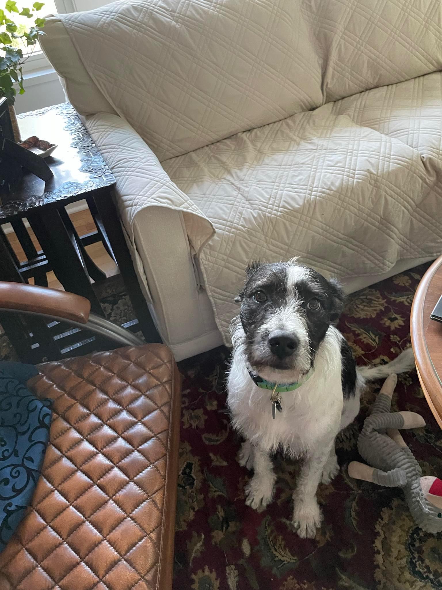 Amos, a ADOPTABLE mixed breed in Bradenton, FL image 5/5