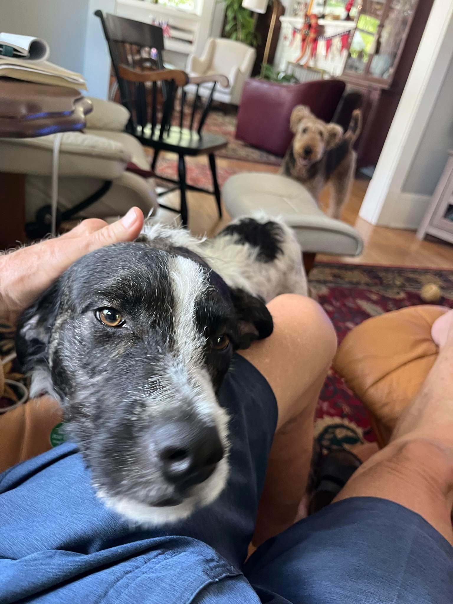 Amos, ADOPTABLE, Young Male Australian Shepherd & Poodle.