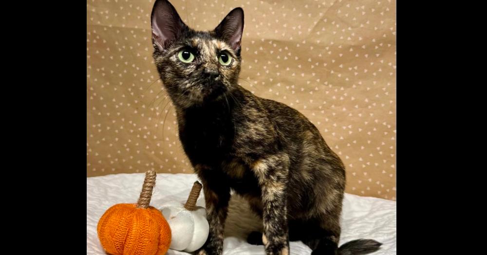 Sabrina, Adoptable, Adult Female Domestic Short Hair.