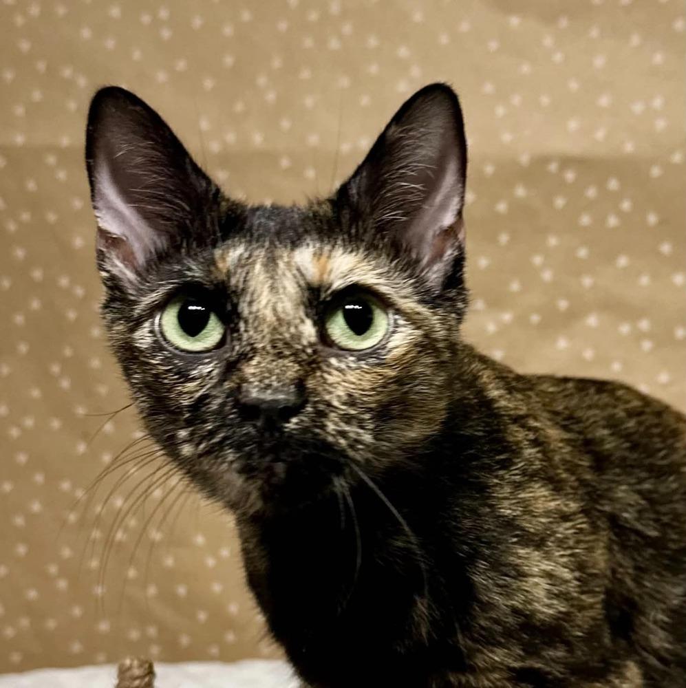 Enlarge Sabrina, a Adoptable mixed breed in Groveland, MA image 2/4