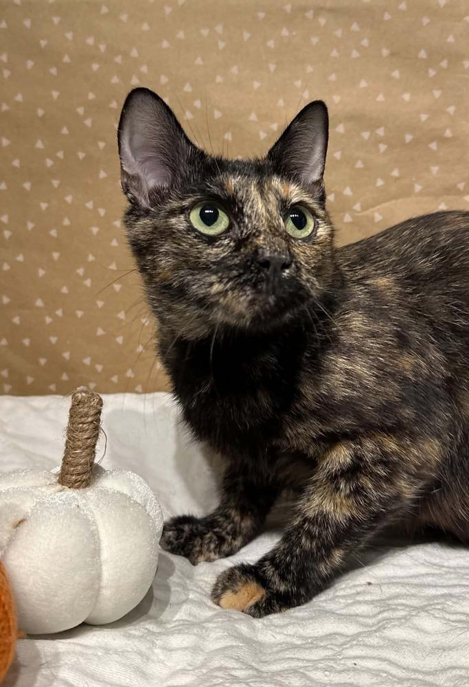 Enlarge Sabrina, a Adoptable mixed breed in Groveland, MA image 3/4