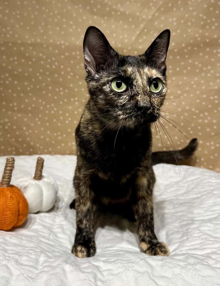 Enlarge Sabrina, a Adoptable mixed breed in Groveland, MA image 4/4