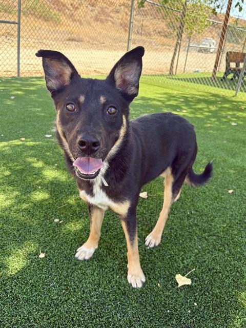 Enlarge CUBBY, a Adoptable Australian Cattle Dog / Blue Heeler in Castaic, CA image 1/1
