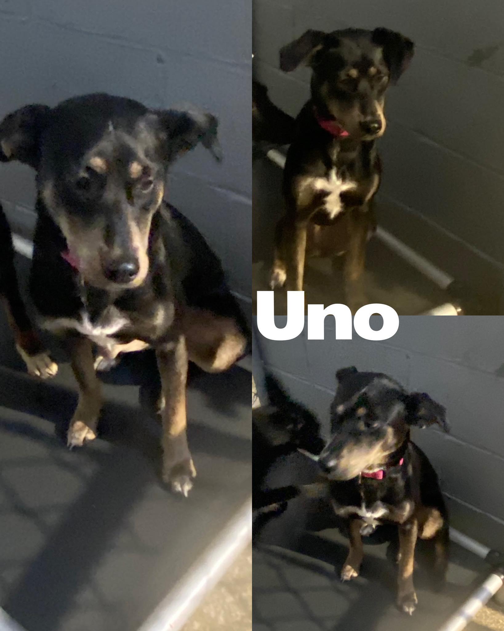 Uno
