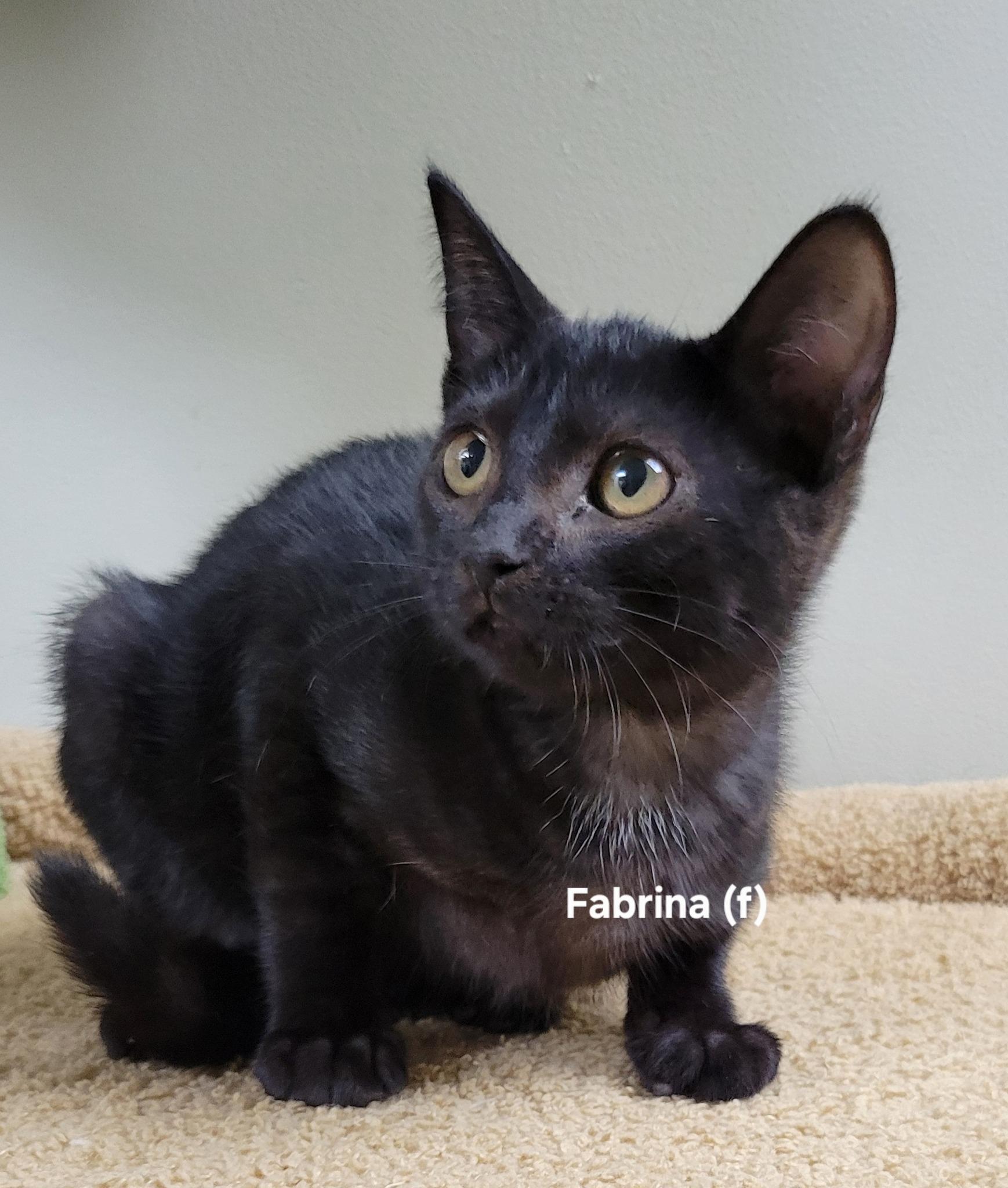Fabrina, Adoptable, Kitten Female Domestic Short Hair.