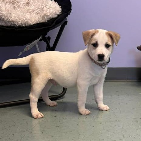 Enlarge Waylon Jennings, a ADOPTABLE mixed breed in Bardstown, KY image 2/5