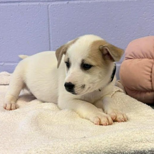 Enlarge Waylon Jennings, a ADOPTABLE mixed breed in Bardstown, KY image 5/5