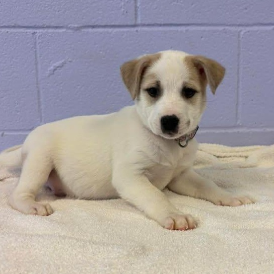 Waylon Jennings, ADOPTABLE, Puppy Male Australian Shepherd.