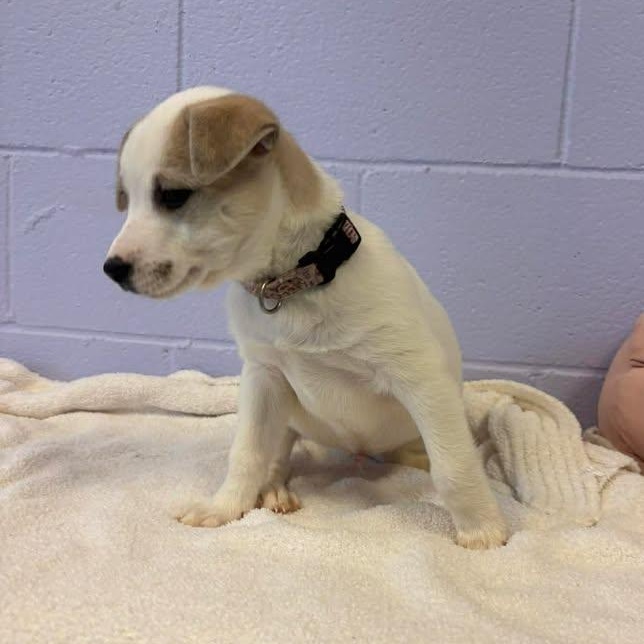 Enlarge Waylon Jennings, a ADOPTABLE mixed breed in Bardstown, KY image 3/5