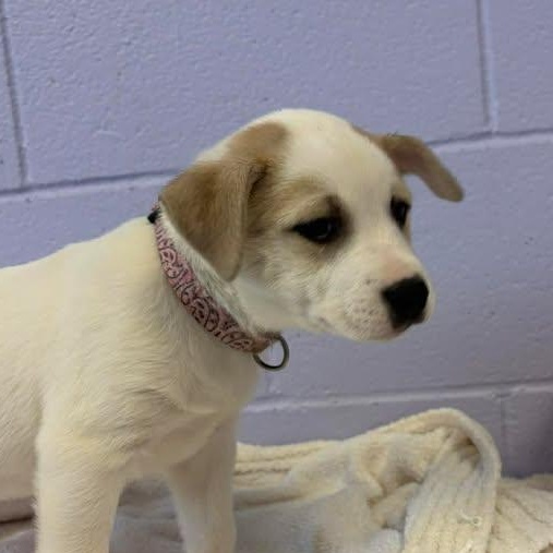 Enlarge Waylon Jennings, a ADOPTABLE mixed breed in Bardstown, KY image 4/5