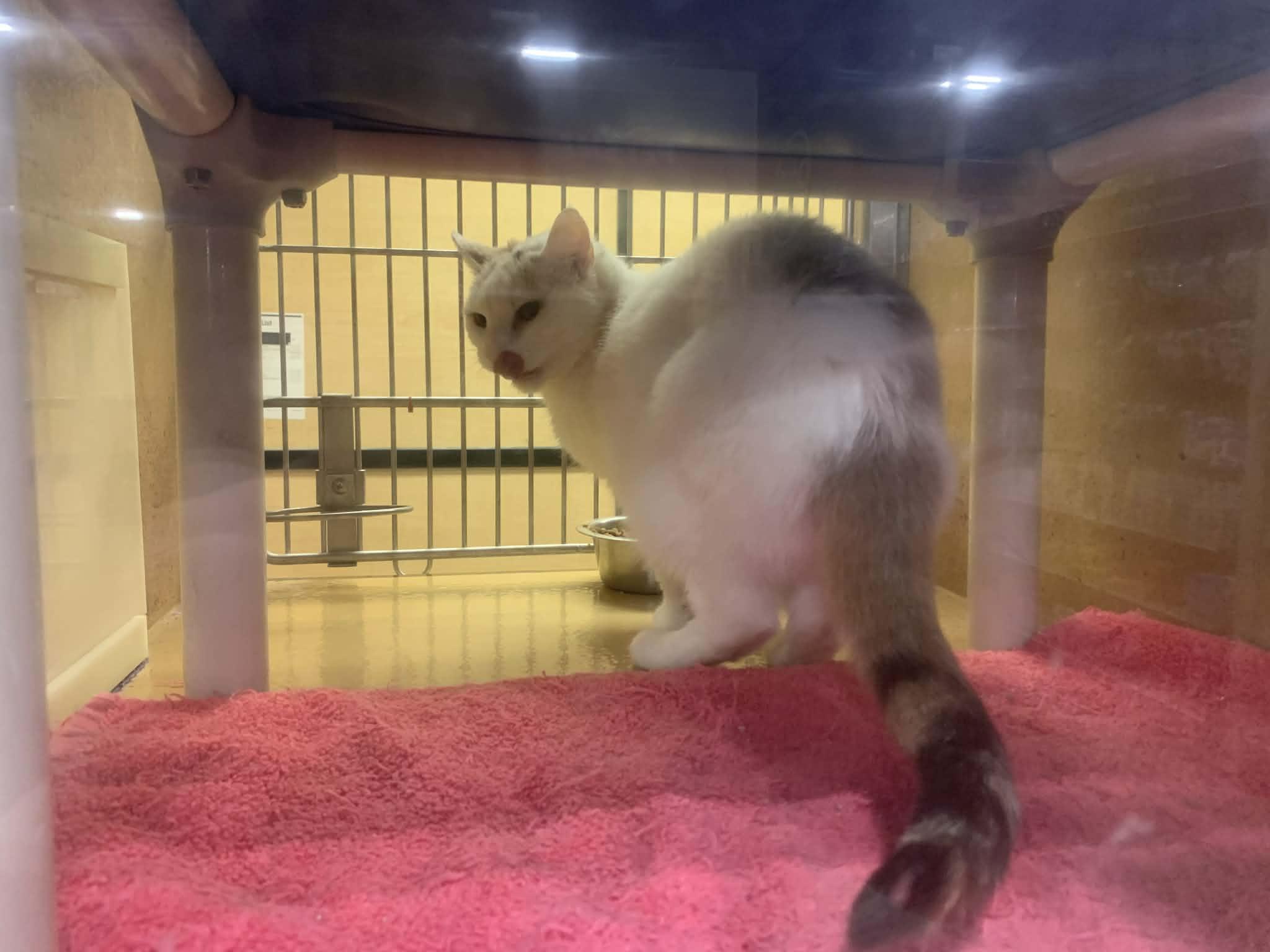 Enlarge Tia, an adopted Domestic Short Hair in Fredericksburg, VA image 5/6