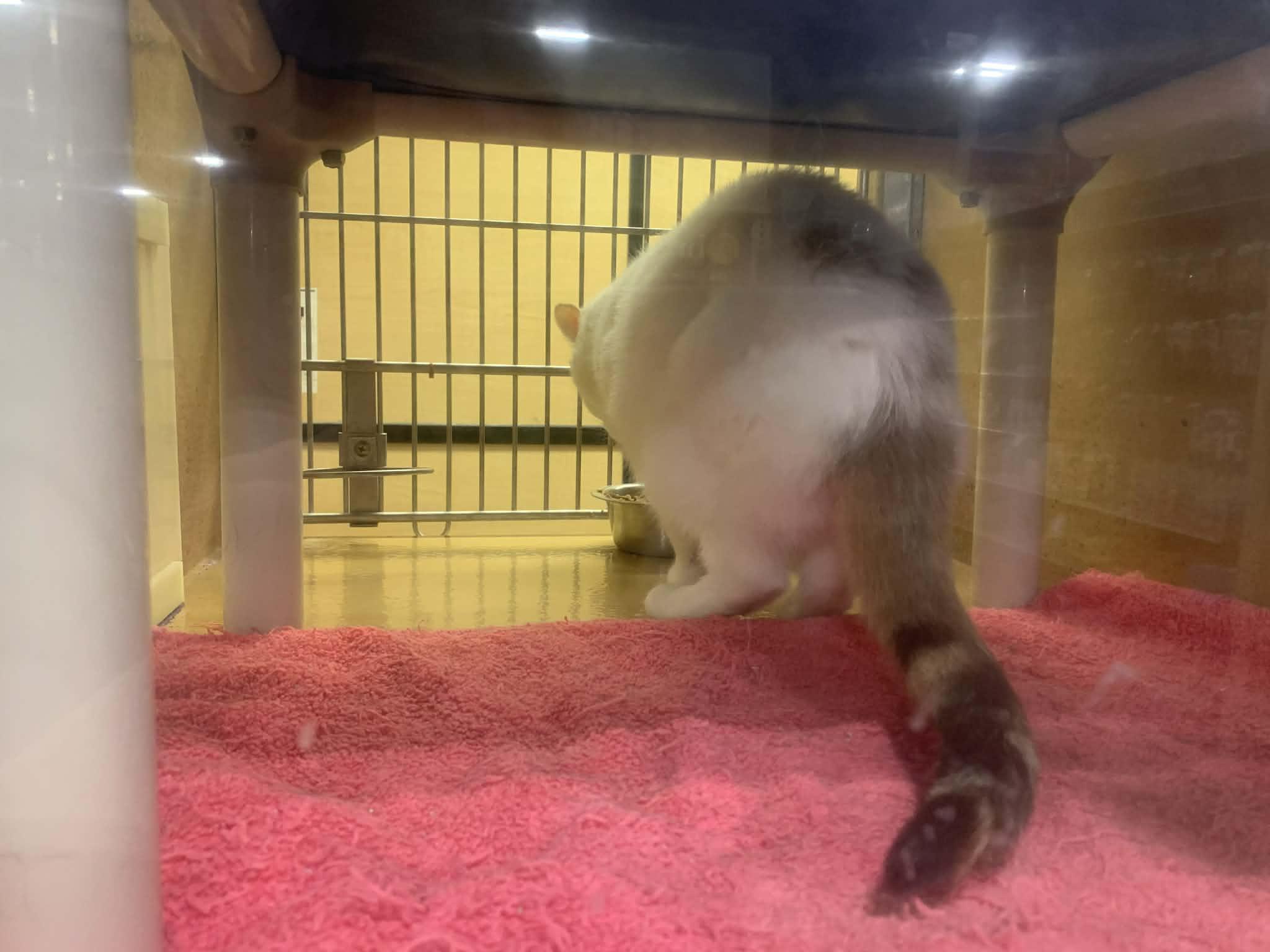 Enlarge Tia, an adopted Domestic Short Hair in Fredericksburg, VA image 6/6