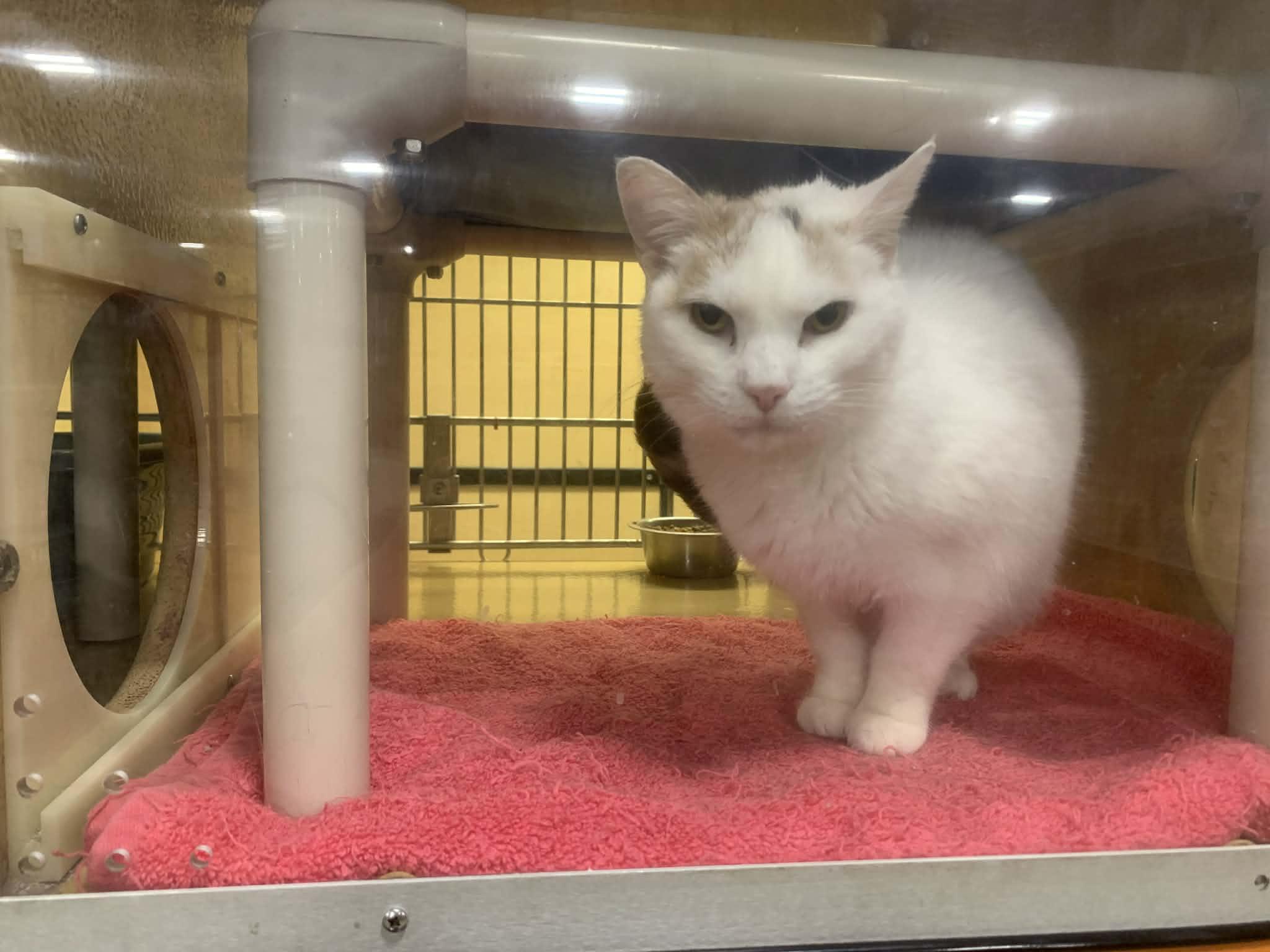 Enlarge Tia, an adopted Domestic Short Hair in Fredericksburg, VA image 2/6