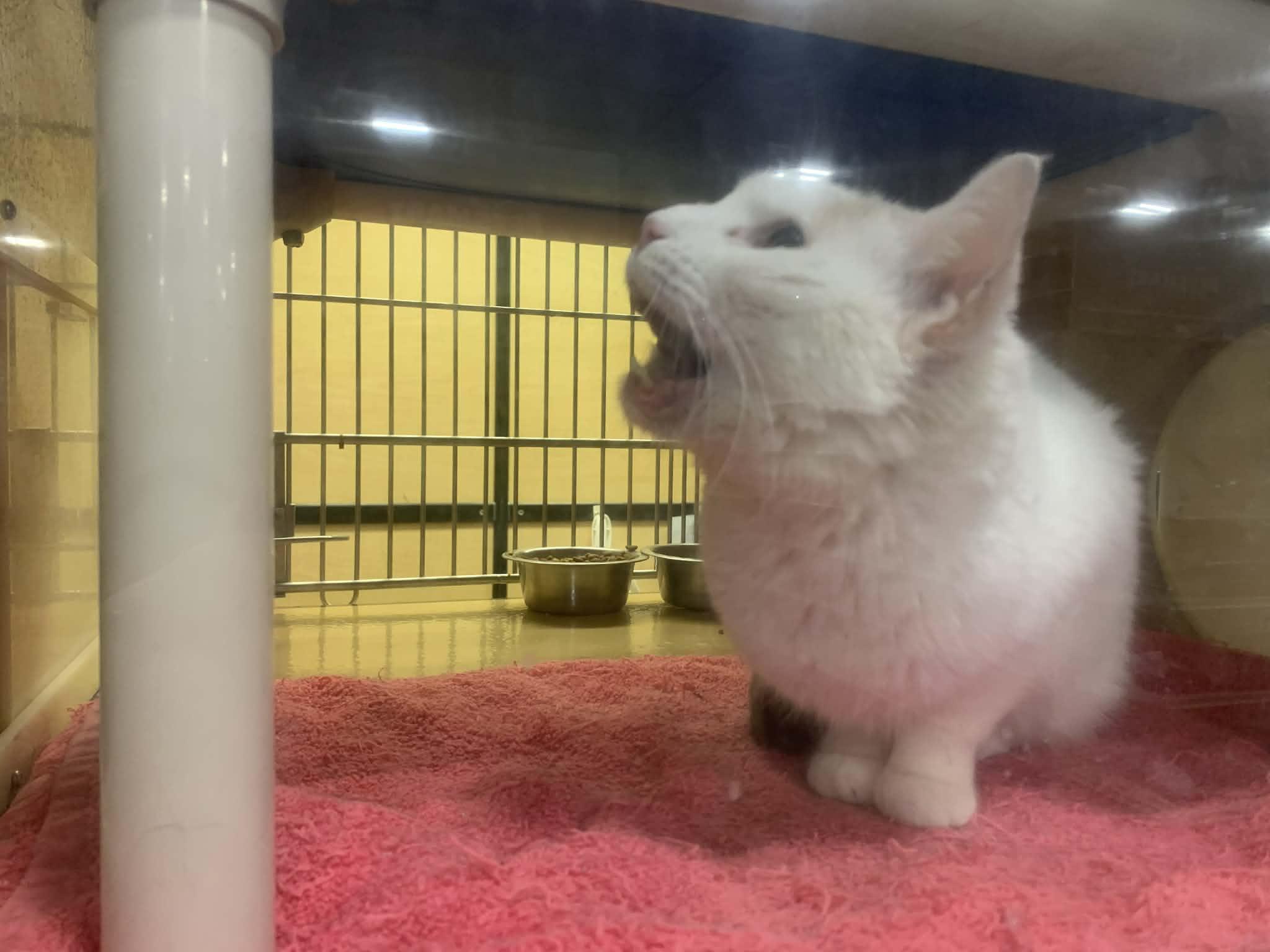 Enlarge Tia, an adopted Domestic Short Hair in Fredericksburg, VA image 4/6