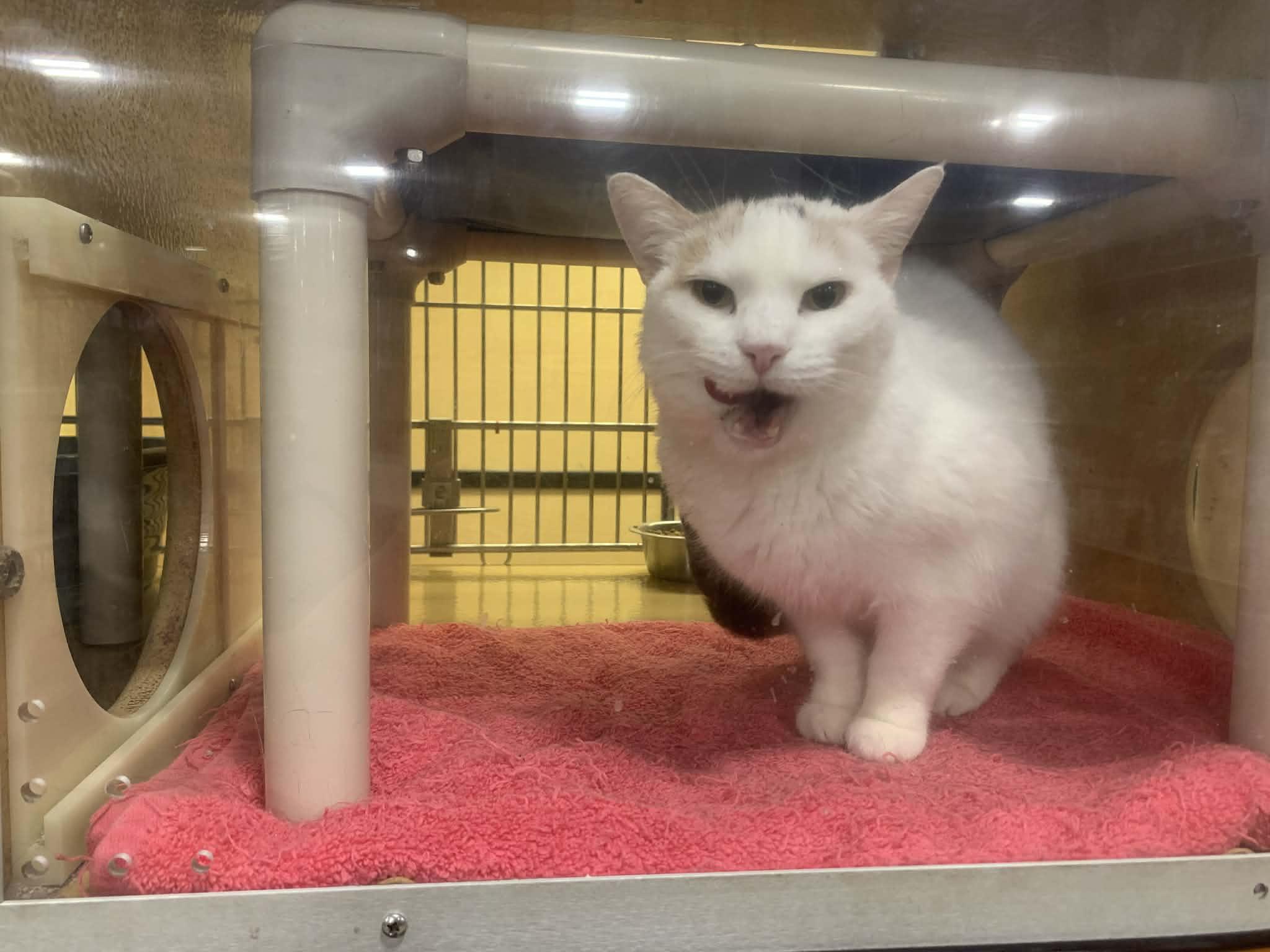 Enlarge Tia, an adopted Domestic Short Hair in Fredericksburg, VA image 3/6