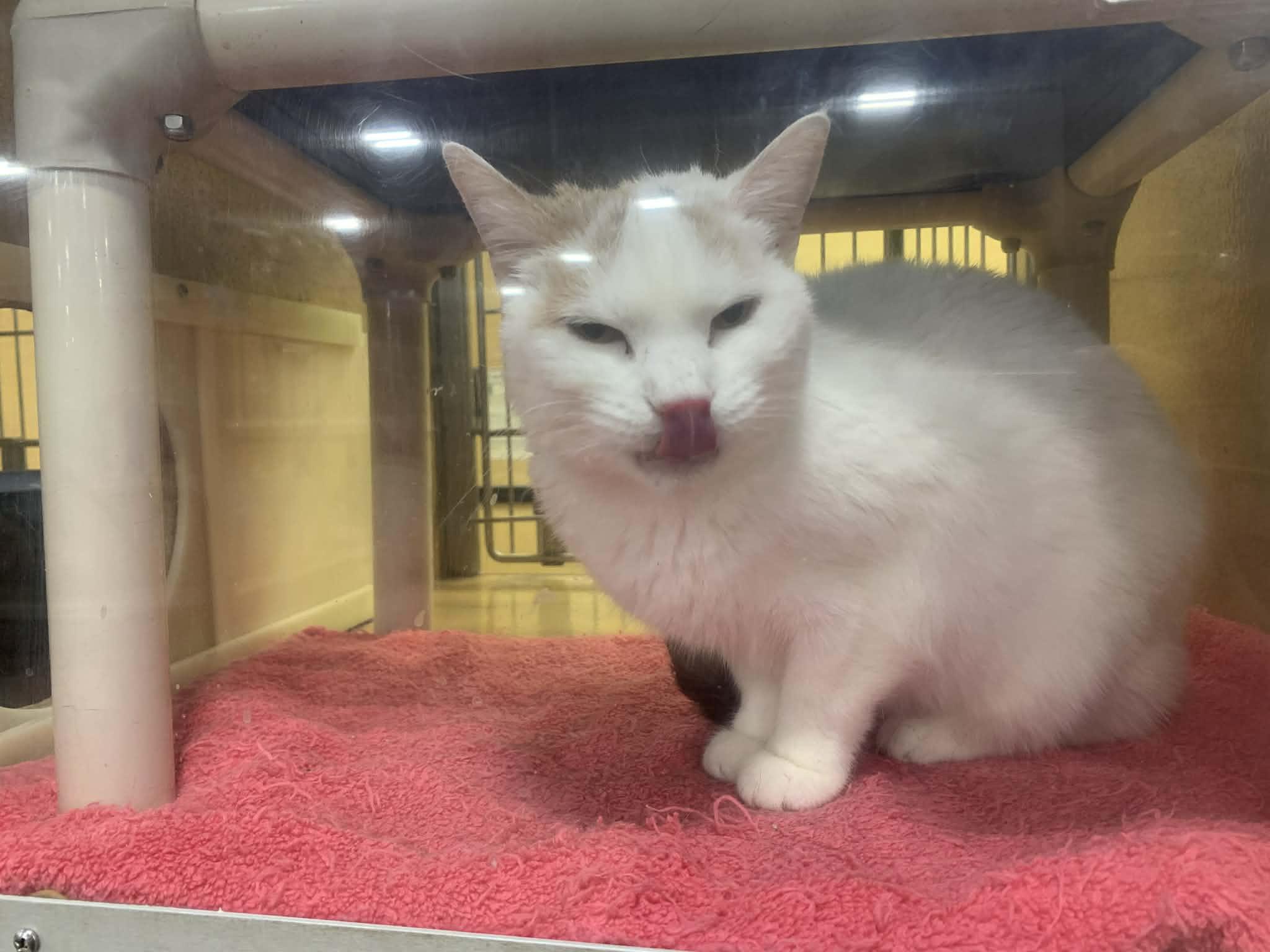 Tia, adopted, Adult Female Domestic Short Hair.