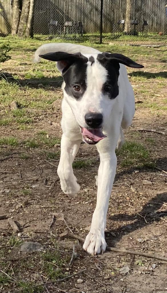 Zeus, Adoptable, Young Male Boxer.