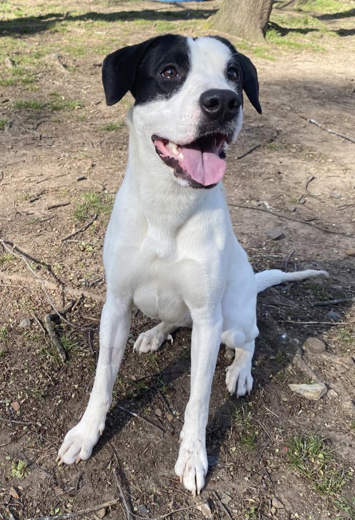 Enlarge Zeus, a Adoptable Boxer in Little Rock, AR image 2/5