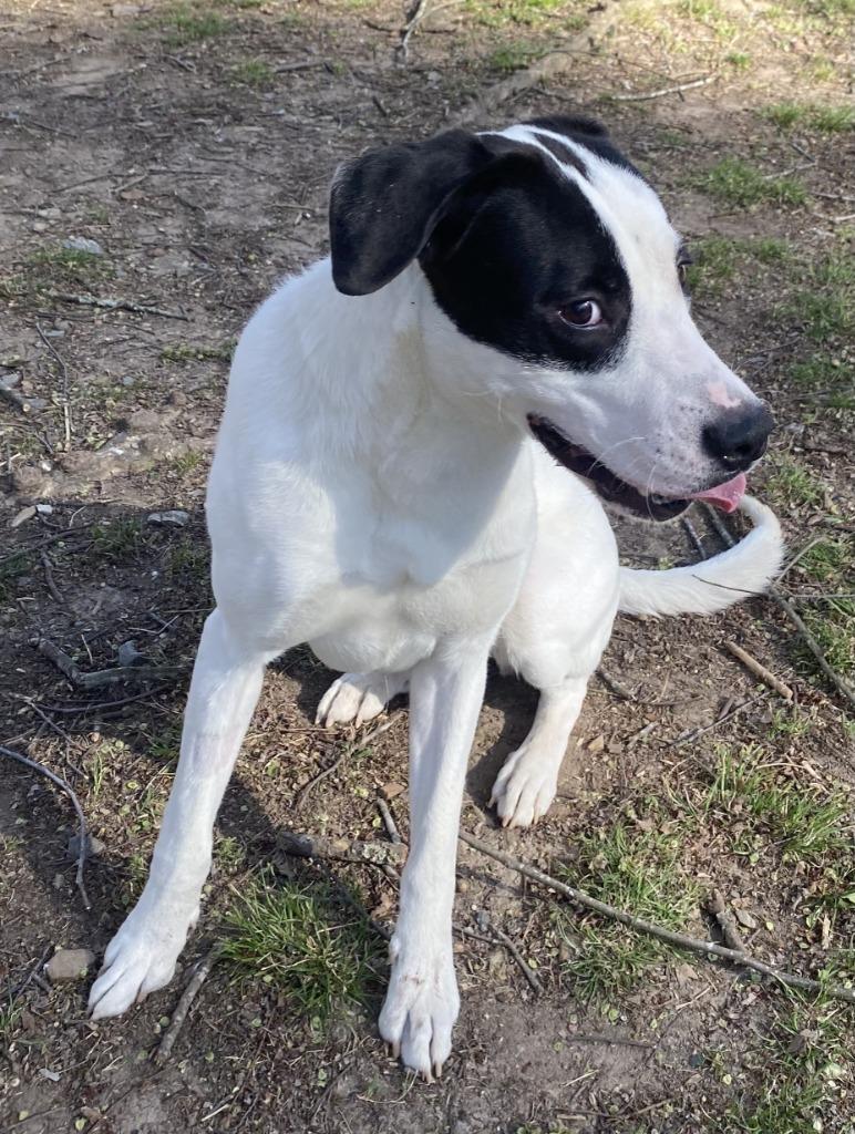 Enlarge Zeus, a Adoptable Boxer in Little Rock, AR image 3/5