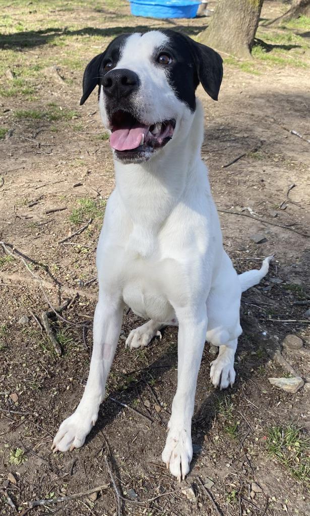 Enlarge Zeus, a Adoptable Boxer in Little Rock, AR image 4/5