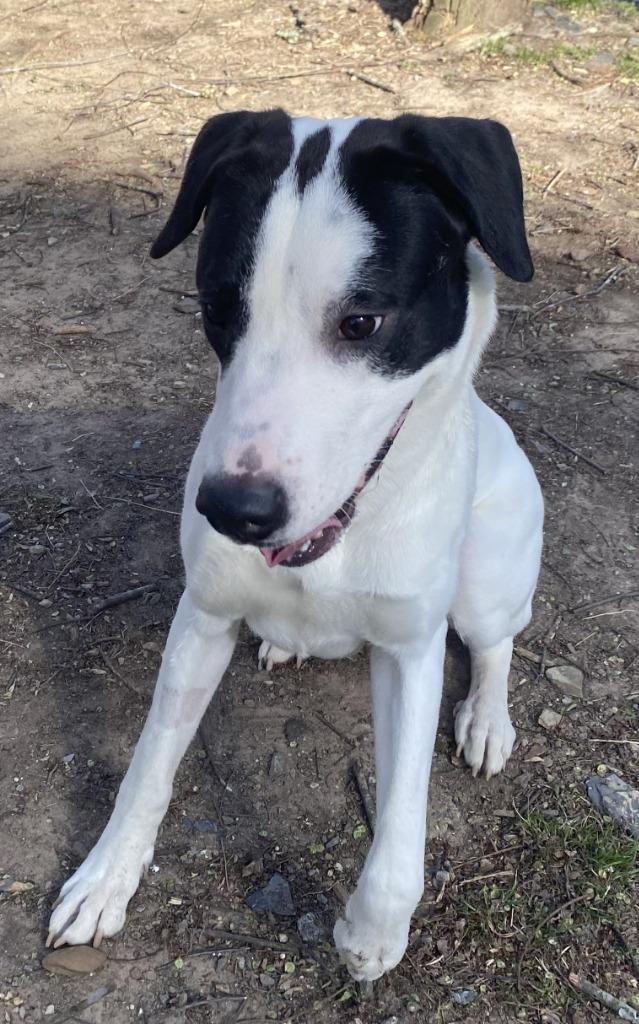 Enlarge Zeus, a Adoptable Boxer in Little Rock, AR image 5/5