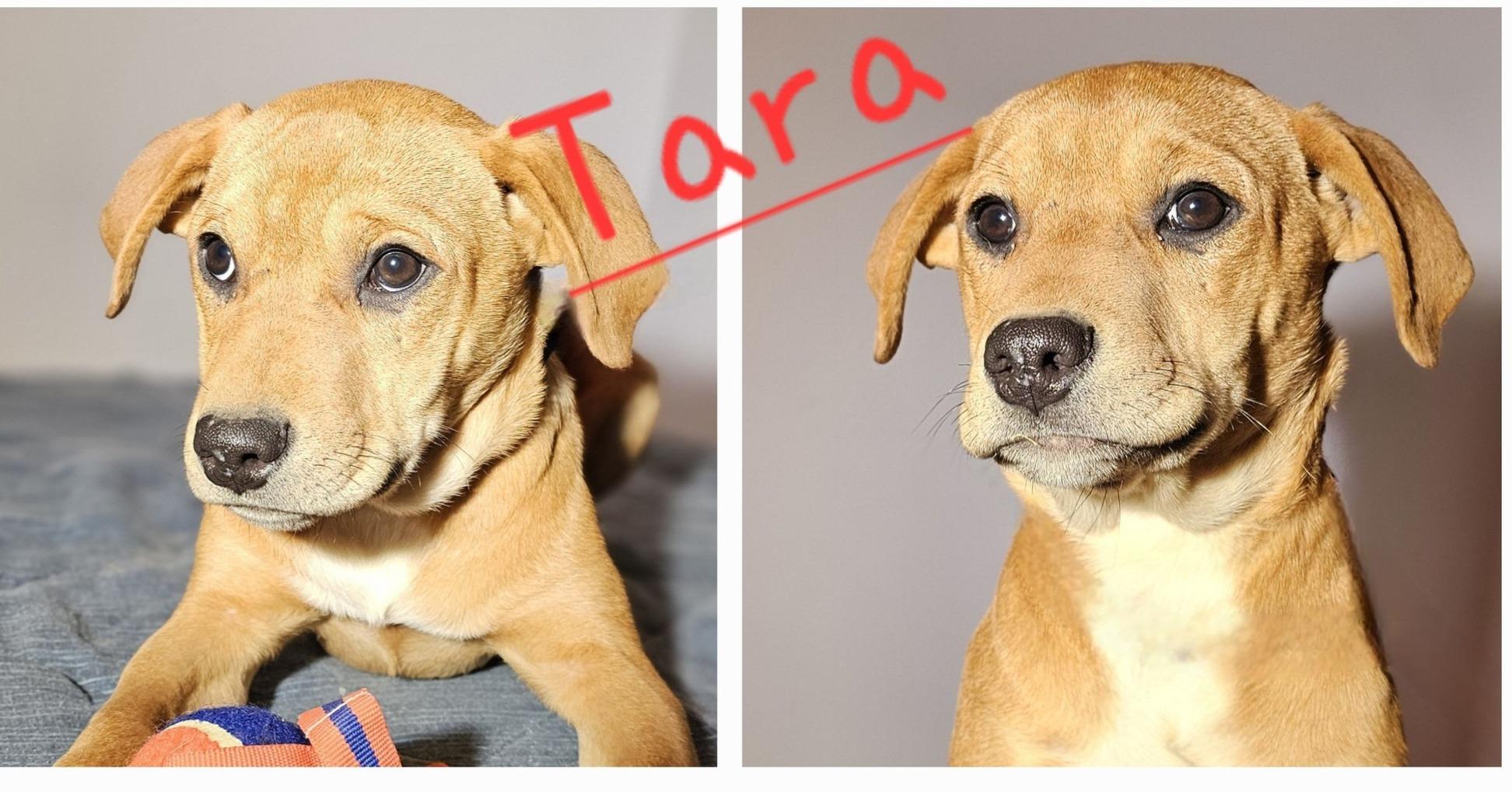 Enlarge Tara, a Adopted mixed breed in Selma, AL image 3/5