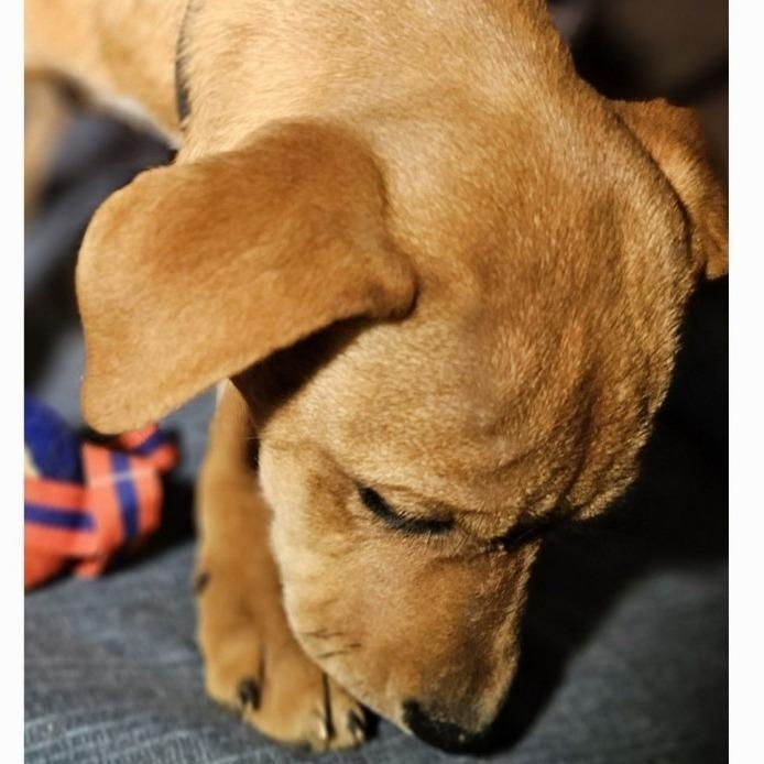 Enlarge Tara, a Adopted mixed breed in Selma, AL image 4/5