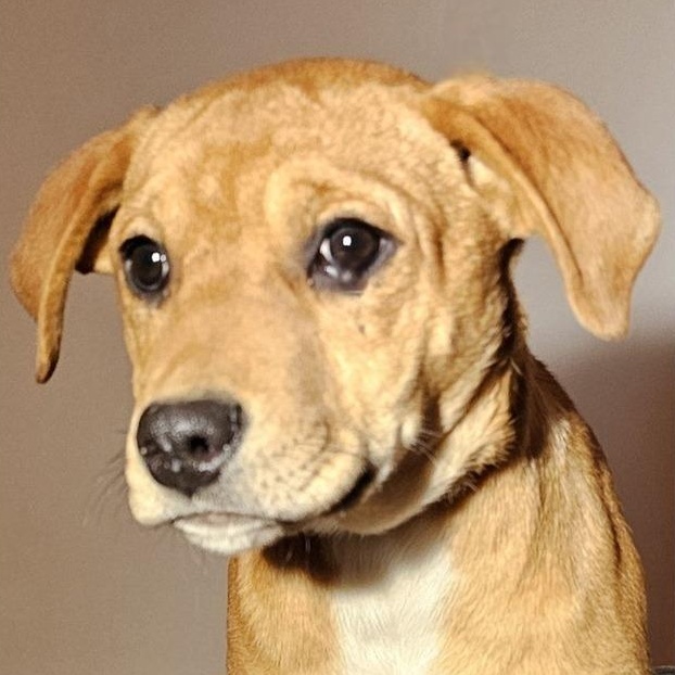 Enlarge Tara, a Adopted mixed breed in Selma, AL image 2/5