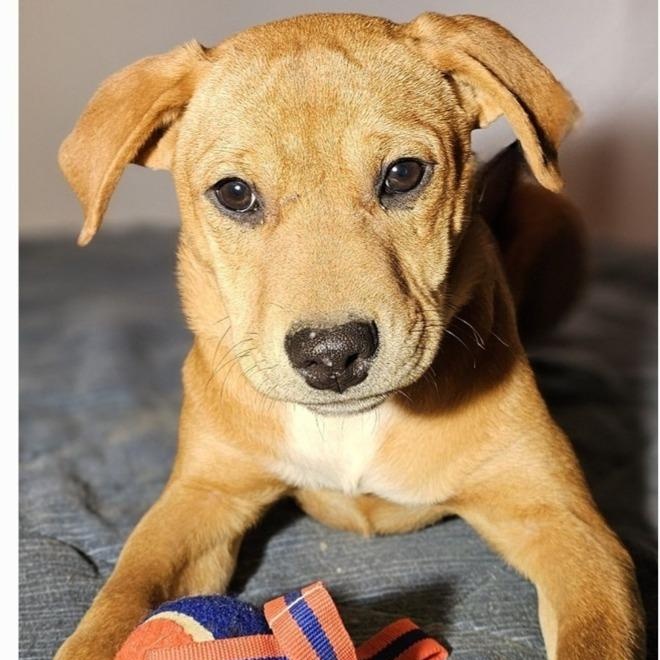 Enlarge Tara, a Adopted mixed breed in Selma, AL image 5/5