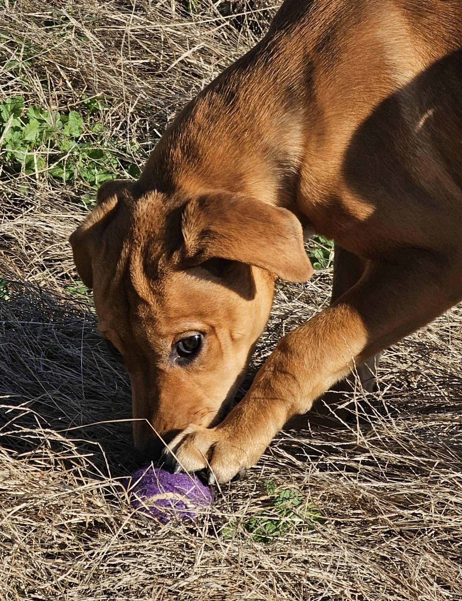 Tara, Adopted, Young Female Carolina Dog & Labrador Retriever.