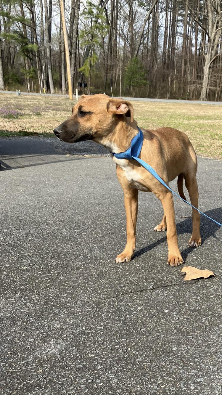 Enlarge Athea -Come Meet Me, a ADOPTABLE mixed breed in Medfield, MA image 3/5