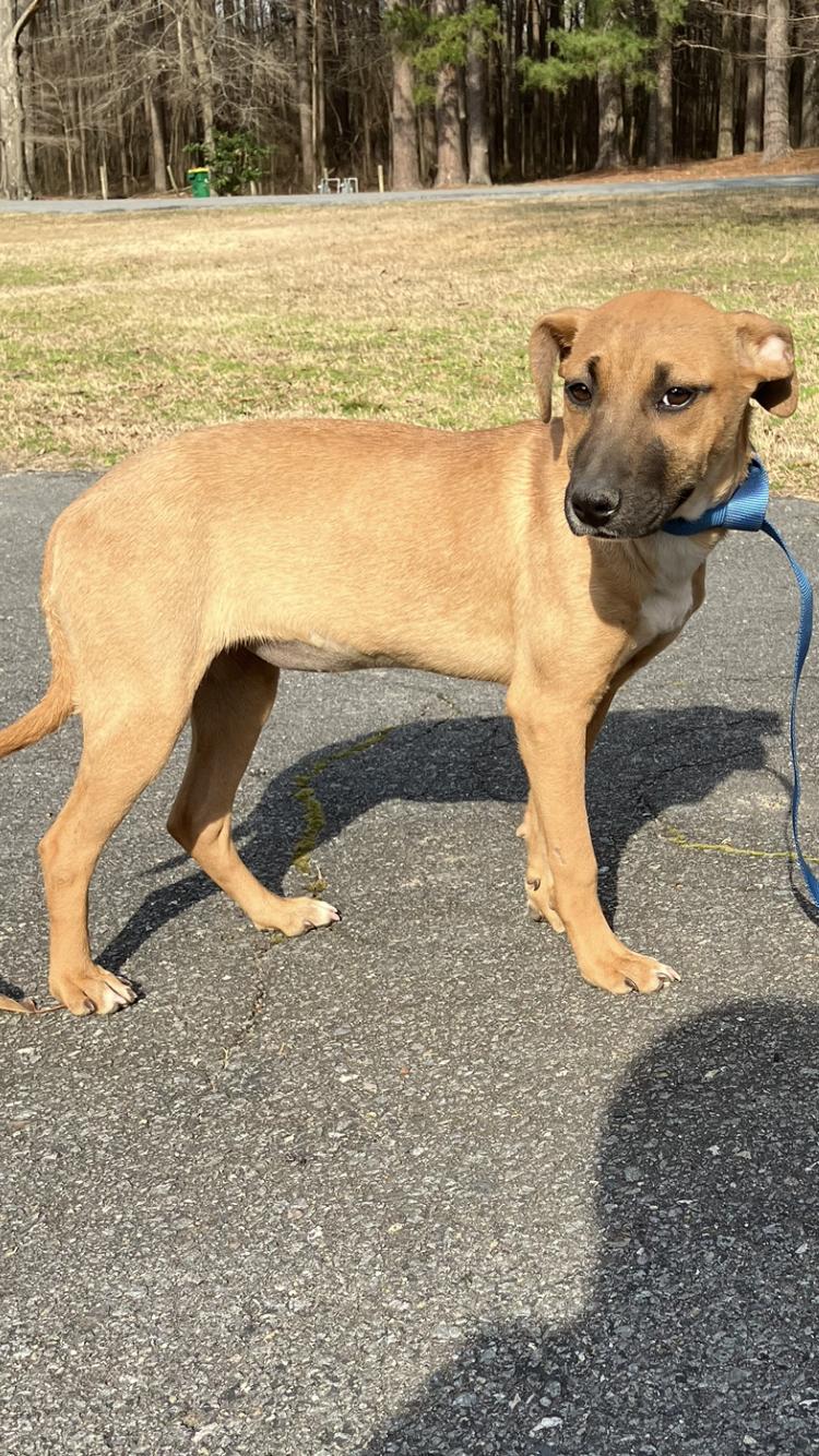 Enlarge Athea -Come Meet Me, a ADOPTABLE mixed breed in Medfield, MA image 2/5