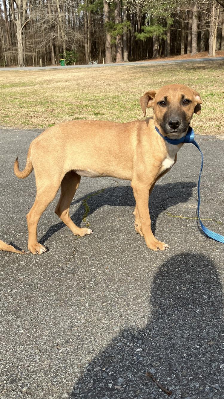 Enlarge Athea -Come Meet Me, a ADOPTABLE mixed breed in Medfield, MA image 1/5