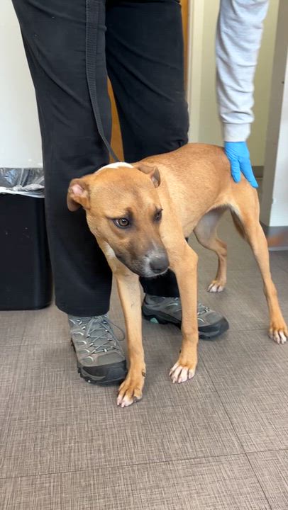 Enlarge Athea -Come Meet Me, a ADOPTABLE mixed breed in Medfield, MA video 4/5