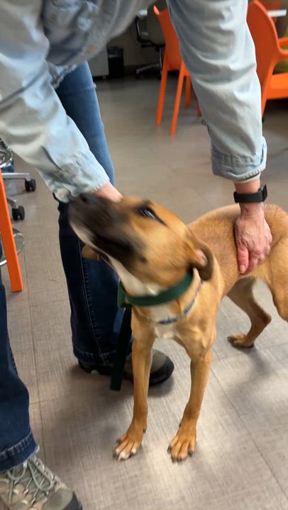 Enlarge Athea -Come Meet Me, a ADOPTABLE mixed breed in Medfield, MA video 5/5
