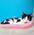 Enlarge Chloe, a ADOPTABLE Domestic Short Hair in Chico, CA image 1/1