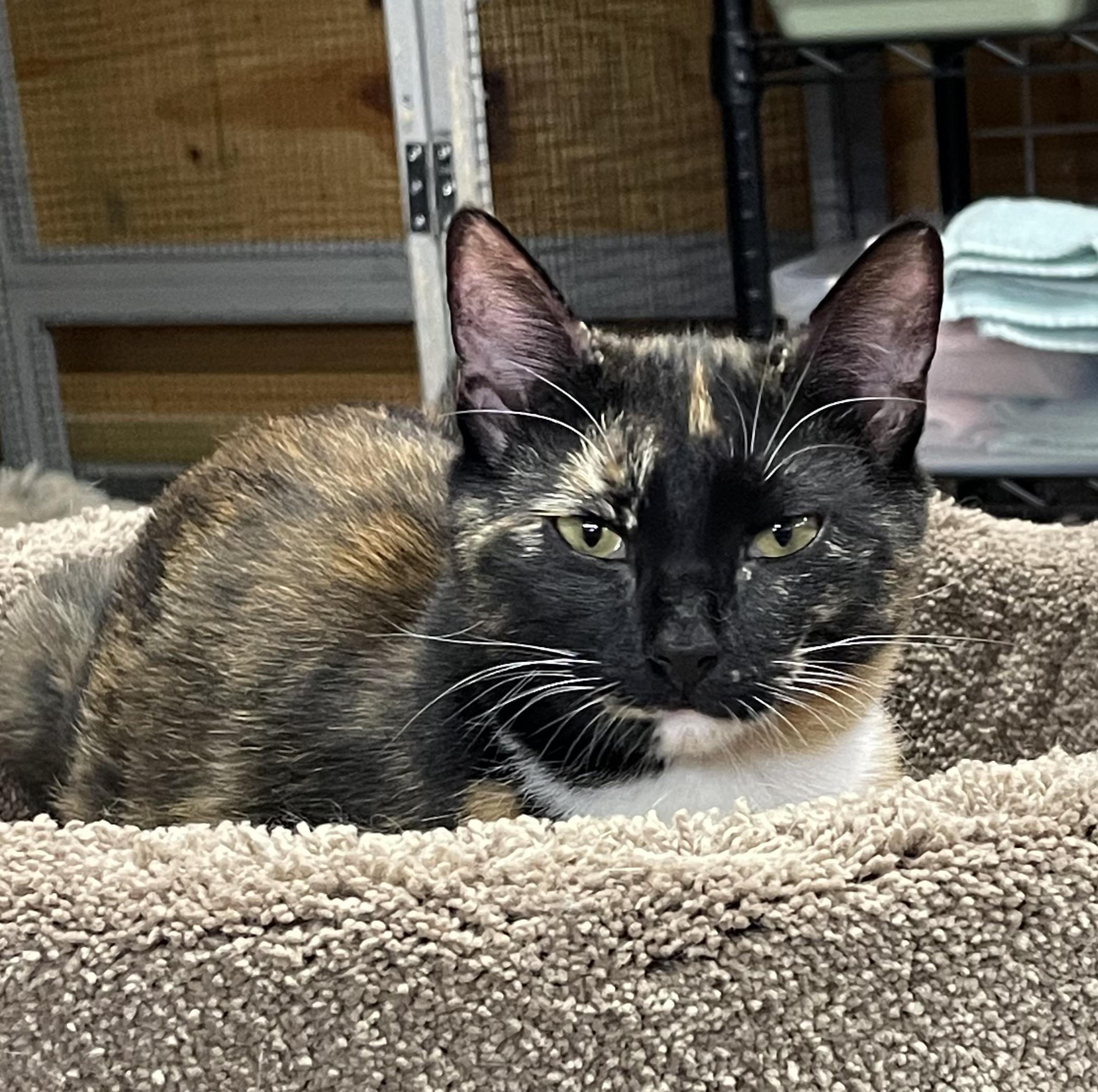 Enlarge Shelly Belle, a ADOPTABLE Torbie in Roscoe, NY image 1/2