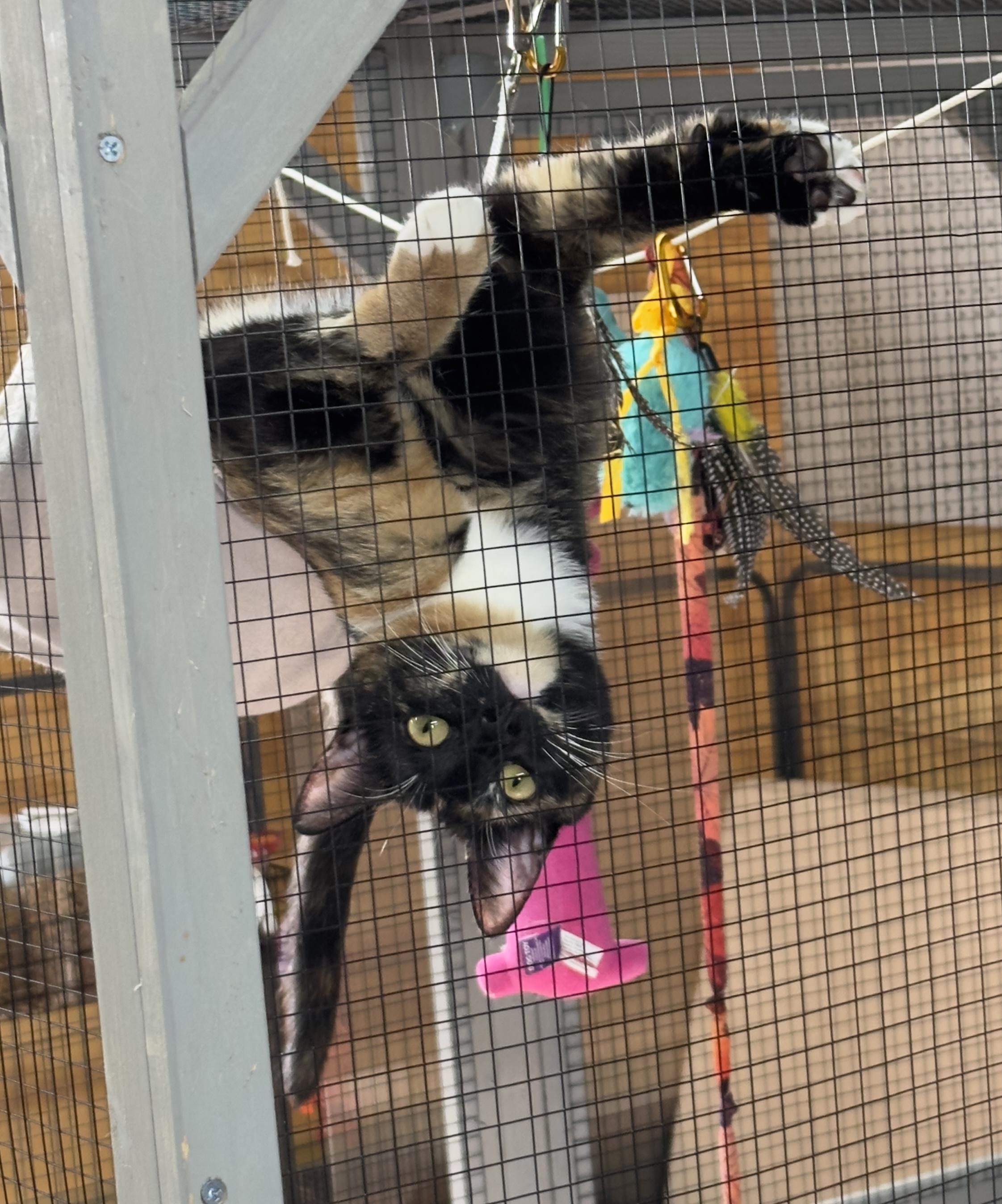 Enlarge Shelly Belle, a ADOPTABLE Torbie in Roscoe, NY image 2/2