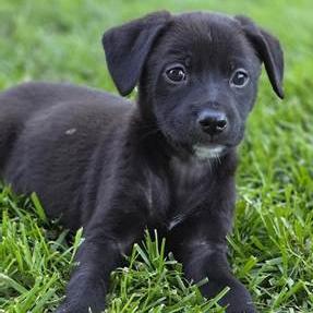 Celia, a Adoptable Terrier in Yucaipa, CA image 1/5