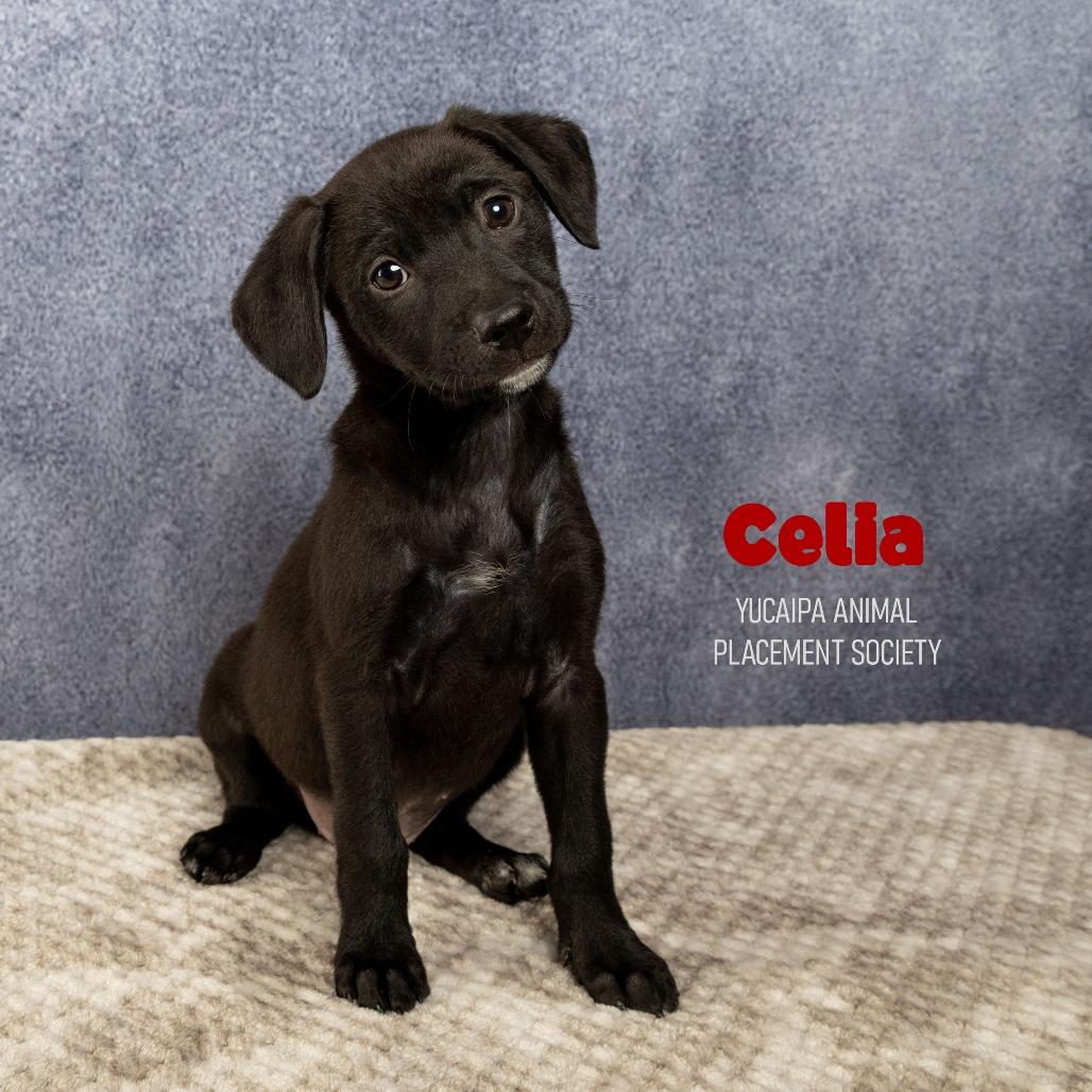 Celia, a Adoptable Terrier in Yucaipa, CA image 2/5