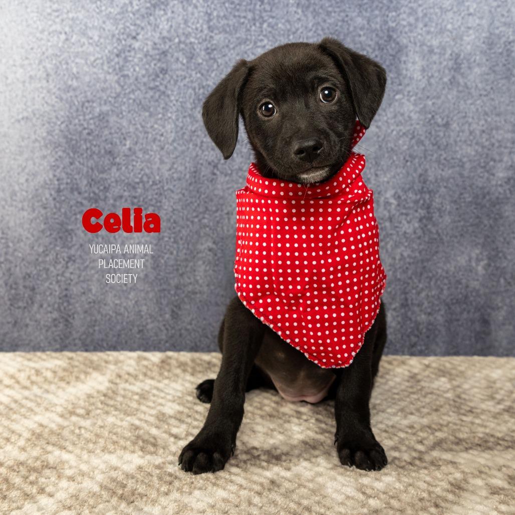 Celia, a Adoptable Terrier in Yucaipa, CA image 3/5