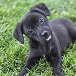 Celia, a Adoptable Terrier in Yucaipa, CA image 4/5
